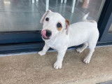 1 chiot m&acirc;le LOF Jack Russell Terriers disponibles &agrave; l'achat