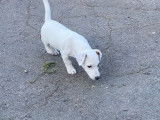 1 chiot m&acirc;le LOF Jack Russell Terriers disponibles &agrave; l'achat