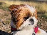 De type Shih Tzu disponible pour saillie