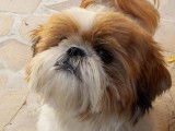De type Shih Tzu disponible pour saillie