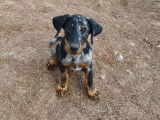 Un chiot mâle Beauceron LOF de couleur arlequin à vendre