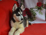 2 chiots Huskies Sibériens LOF disponibles à l'achat