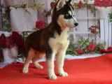 2 chiots Huskies Sibériens LOF disponibles à l'achat