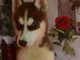 2 chiots Huskies Sibériens LOF disponibles à l'achat