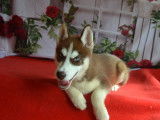 2 chiots Huskies Sibériens LOF disponibles à l'achat