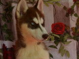 2 chiots Huskies Sibériens LOF disponibles à l'achat
