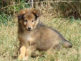 Vente de 2 chiots femelles Bergers des Shetland LOF fauve charbonné