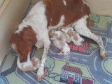 À réserver : 5 chiots Épagneuls Bretons LOF blanc et orange