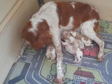 À réserver : 5 chiots Épagneuls Bretons LOF blanc et orange