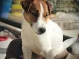 À l'achat : un chien Jack Russel Terrier mâle LOF