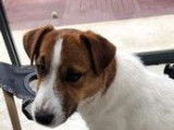 À l'achat : un chien Jack Russel Terrier mâle LOF