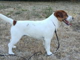 À l'achat : un chien Jack Russel Terrier mâle LOF