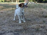 À l'achat : un chien Jack Russel Terrier mâle LOF