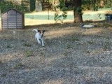 À l'achat : un chien Jack Russel Terrier mâle LOF