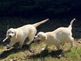 À vendre : 4 chiots Golden Retrievers femelles blanc cuivré non LOF