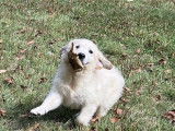 À vendre : 4 chiots Golden Retrievers femelles blanc cuivré non LOF