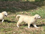À vendre : 4 chiots Golden Retrievers femelles blanc cuivré non LOF