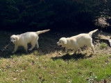 À vendre : 4 chiots Golden Retrievers femelles blanc cuivré non LOF