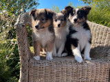 5 chiots Bergers des Shetland à vendre (LOF)