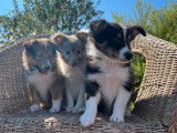 5 chiots Bergers des Shetland à vendre (LOF)