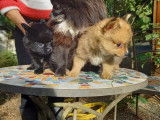 À vendre : 2 chiots Spitz Nains non LOF orange ou noir