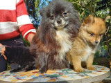 À vendre : 2 chiots Spitz Nains non LOF orange ou noir