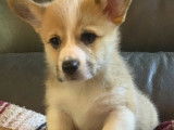 À réserver : des chiots mâles Welsh Corgis Pembroke LOF