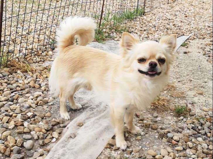 À vendre : un chien Chihuahua à poil long LOF crème âgé de 2 ans