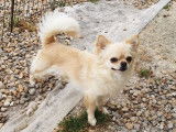 &Agrave; vendre : un chien Chihuahua &agrave; poil long LOF cr&egrave;me &acirc;g&eacute; de 2 ans