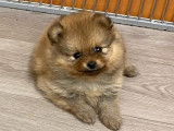 Un chiot femelle Spitz Poméranien non LOF disponible à l'achat