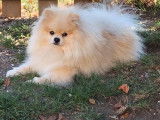 Un chiot femelle Spitz Poméranien non LOF disponible à l'achat