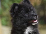 Un chiot Spitz Nain mâle noir et blanc non LOF à acheter
