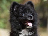 Un chiot Spitz Nain mâle noir et blanc non LOF à acheter