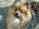 Un chiot Spitz Nain mâle noir et blanc non LOF à acheter