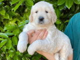À vendre : 3 chiots Golden Retrievers non LOF