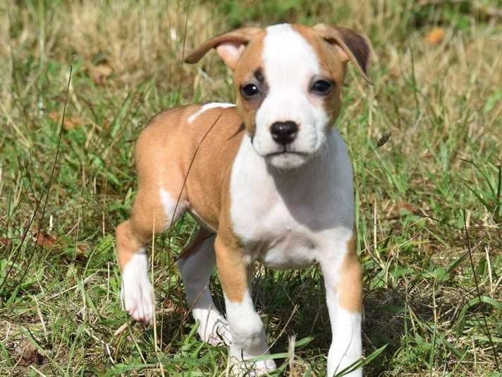 10 chiots Staffordshire Terriers Américains LOF à vendre