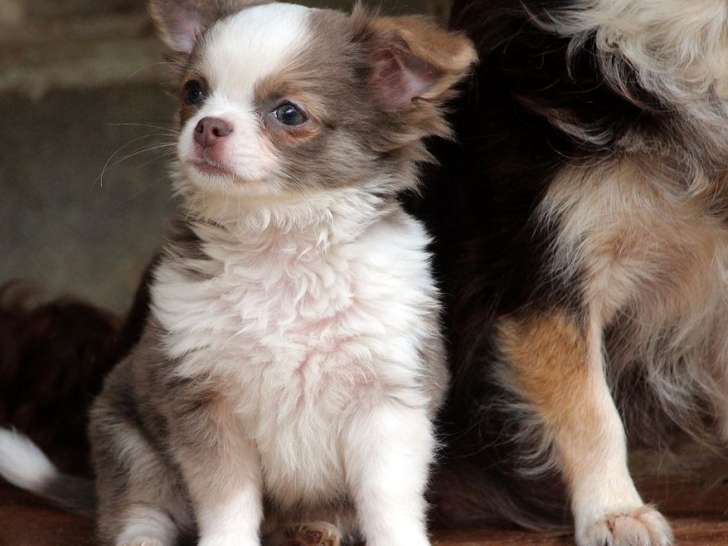 À vendre : un chiot Chihuahua mâle à poil long lilas LOF