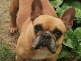 Un chien de 8 ans Bouledogue Français brun en vente (non LOF)