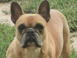 Un chien de 8 ans Bouledogue Français brun en vente (non LOF)