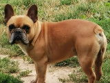 Un chien de 8 ans Bouledogue Français brun en vente (non LOF)