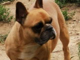 Un chien de 8 ans Bouledogue Français brun en vente (non LOF)