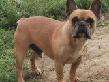 Un chien de 8 ans Bouledogue Français brun en vente (non LOF)