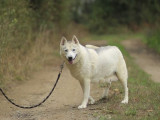 Une chienne Husky Sibérien de 7 ans LOF à acheter