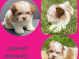 À vendre : 3 chiots Bichons Havanais LOF