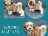 À vendre : 3 chiots Bichons Havanais LOF