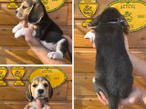 5 chiots Beagles LOF disponibles à la réservation