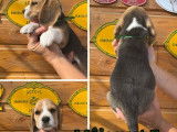 5 chiots Beagles LOF disponibles à la réservation