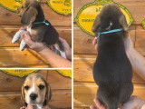 5 chiots Beagles LOF disponibles à la réservation