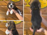 5 chiots Beagles LOF disponibles à la réservation