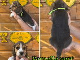 5 chiots Beagles LOF disponibles à la réservation